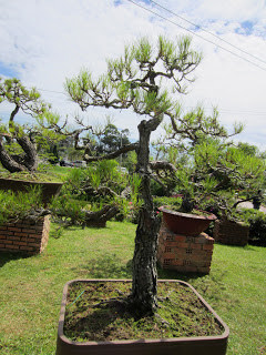 Dung huong roi truyen cuoi nghe nghiep