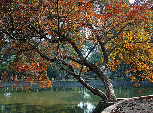 Cai cay moc giua can phong truyen ngan