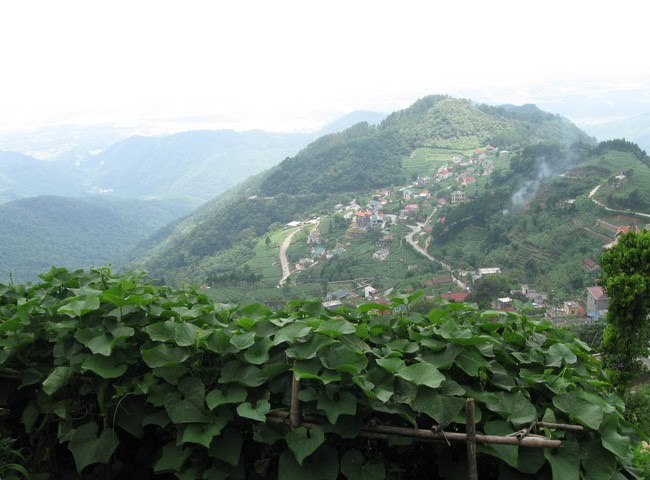 Hoa thuong da phai long co nang truyen ngan